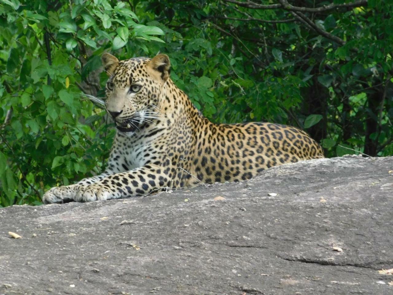 Galapita Eco Lodge Buttala Luaran gambar